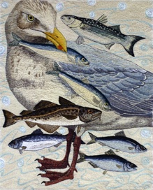 Herring Gull