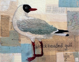 Black Headed Gull